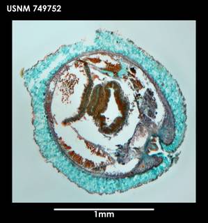 To NMNH Extant Collection (Dorymenia harpagata (1) 749752)