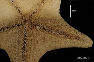 To NMNH Extant Collection (Diplodontia milaris, close-up)