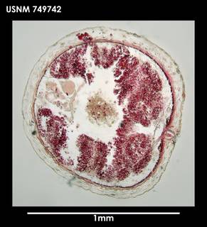 To NMNH Extant Collection (Dorymenia paucidentata (1) 749742)