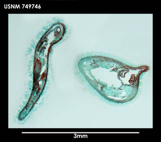 To NMNH Extant Collection (Dorymenia singulatidentata (1) 749746)