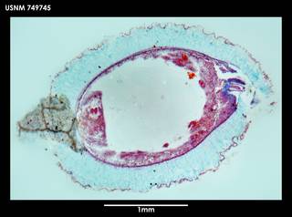 To NMNH Extant Collection (Dorymenia tetradoryata (1) 749745)