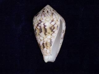 To NMNH Extant Collection (IZ MOL 876346 Ventral)