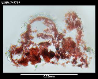 To NMNH Extant Collection (Pararrhopalia fasciata, photo 1 749719)