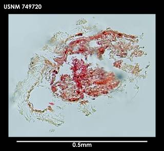 To NMNH Extant Collection (Phyllomenia austrina, photo 2)