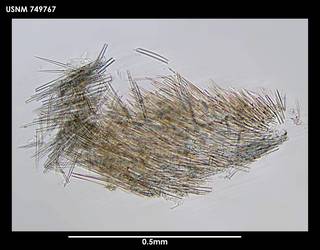 To NMNH Extant Collection (Simrothiella schizoradulata (1) 749767)