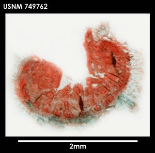 To NMNH Extant Collection (Spengelomenia intermedia (1) 749762)