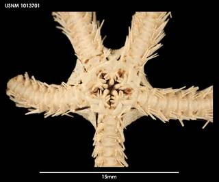 To NMNH Extant Collection (Ophiacantha otagoensis, ventral)