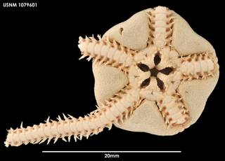 To NMNH Extant Collection (Amphiodia cf dalea 1079601)