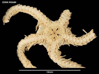 To NMNH Extant Collection (Ophiolimna antarctica (1) E43684)