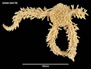 To NMNH Extant Collection (Ophiomitrella falklandica (1) E44198)