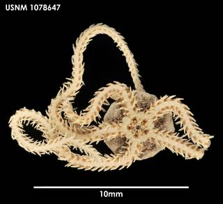 To NMNH Extant Collection (Amphiura eugeniae 1078647)