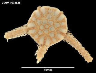 To NMNH Extant Collection (Ophiocten amitinum (1) 1078625)
