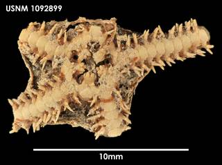 To NMNH Extant Collection (Amphiura cf lanceolata 1092899)