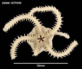 To NMNH Extant Collection (Amphiura reloncavii (1) 1079590)
