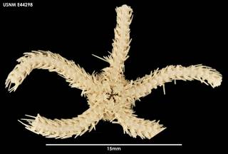 To NMNH Extant Collection (Ophiacantha densispina E44298)