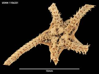 To NMNH Extant Collection (Ophiodaces cf inanis (1) 1106231)