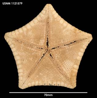 To NMNH Extant Collection (Ceramaster patagonicus australis (1) 1121579)
