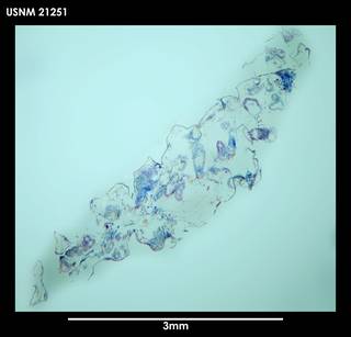 To NMNH Extant Collection (Alcyonidium simulatum 21251)