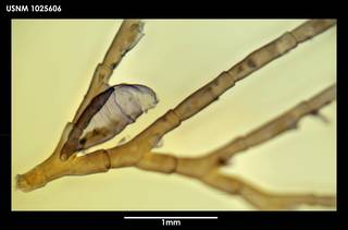 To NMNH Extant Collection (Schizotricha turqueti (1) 1025606)