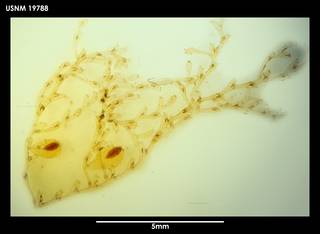 To NMNH Extant Collection (Sertularella unilateralis 19788)