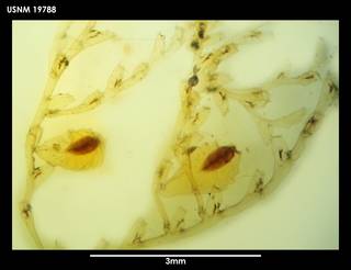 To NMNH Extant Collection (Sertularella unilateralis (1) 19788)