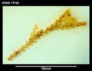 To NMNH Extant Collection (Sertularella meridionalis 19768)