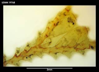 To NMNH Extant Collection (Sertularella meridionalis (1) 19768)
