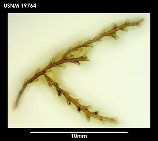 To NMNH Extant Collection (Sertularella magellanica 19764)