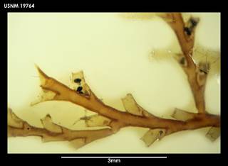 To NMNH Extant Collection (Sertularella magellanica (1) 19764)
