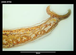 To NMNH Extant Collection (Platybdella levigata, photo 2)