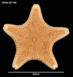 To NMNH Extant Collection (Ctenodiscus australis E37148)