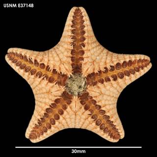To NMNH Extant Collection (Ctenodiscus australis (1) E37148)