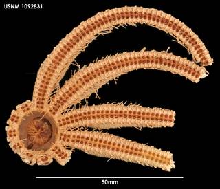 To NMNH Extant Collection (Freyella fragilissima 1092831)