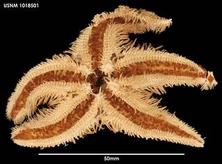 To NMNH Extant Collection (Peribolaster folliculatus (1) 1018501)