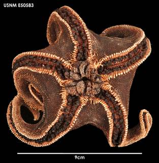 To NMNH Extant Collection (Perknaster antarcticus (1) E50583)