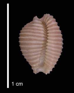 To NMNH Extant Collection (IZ MOL 281649 Paratype Shell apertural view)