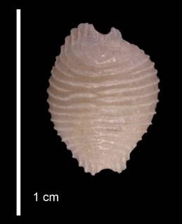 To NMNH Extant Collection (IZ MOL 281649 Paratype Shell dorsal view)
