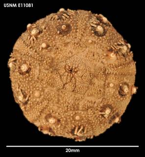 To NMNH Extant Collection (Rhynchocidaris triplopora (1) E11081)