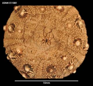 To NMNH Extant Collection (Rhynchocidaris triplopora (2) E11081)