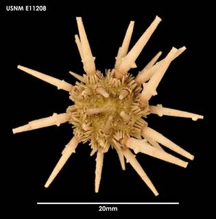To NMNH Extant Collection (Goniocidaris umbraculum (1) E11208)