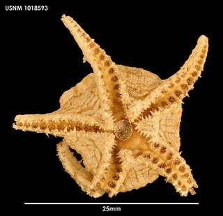 To NMNH Extant Collection (Styracaster spinosus 1018593)