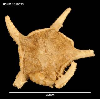 To NMNH Extant Collection (Styracaster spinosus (1) 1018593)