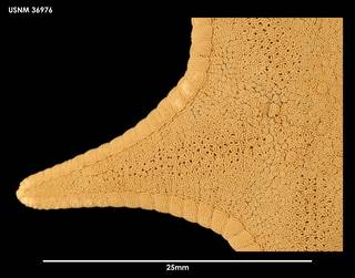 To NMNH Extant Collection (Odontaster propinquus 36976)