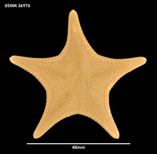 To NMNH Extant Collection (Odontaster propinquus (1) 36976)
