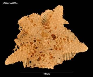 To NMNH Extant Collection (Hymenaster sacculatus (1) 1086376)