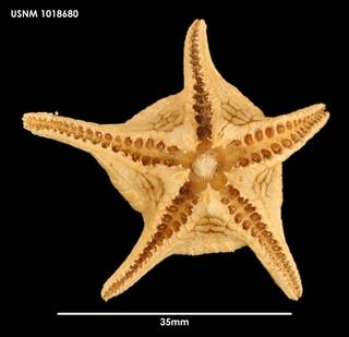 To NMNH Extant Collection (Eremicaster vicinus (2) 1018680)
