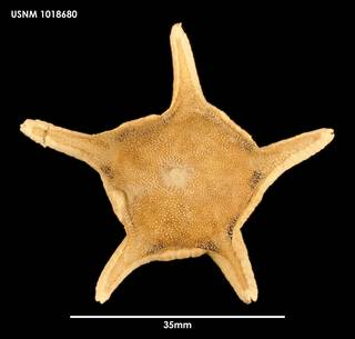 To NMNH Extant Collection (Eremicaster vicinus (1) 1018680)
