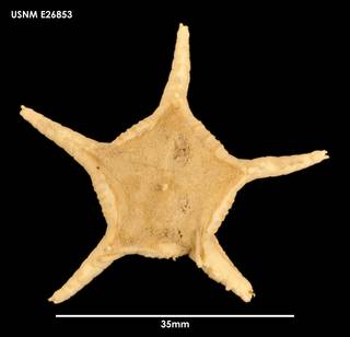 To NMNH Extant Collection (Styracaster armatus (1) E26853)