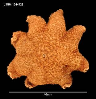 To NMNH Extant Collection (Pteraster koehleri 1084425)