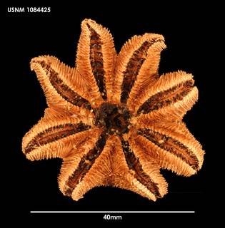 To NMNH Extant Collection (Pteraster koehleri (1) 1084425)